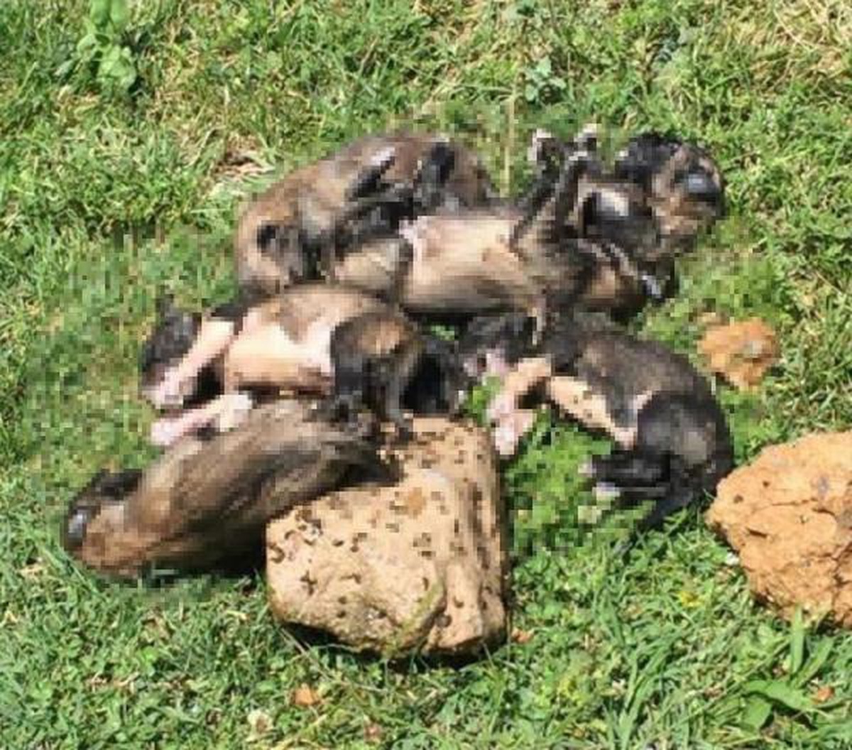 20 yavru köpeği çuvallara koyup dereye attılar