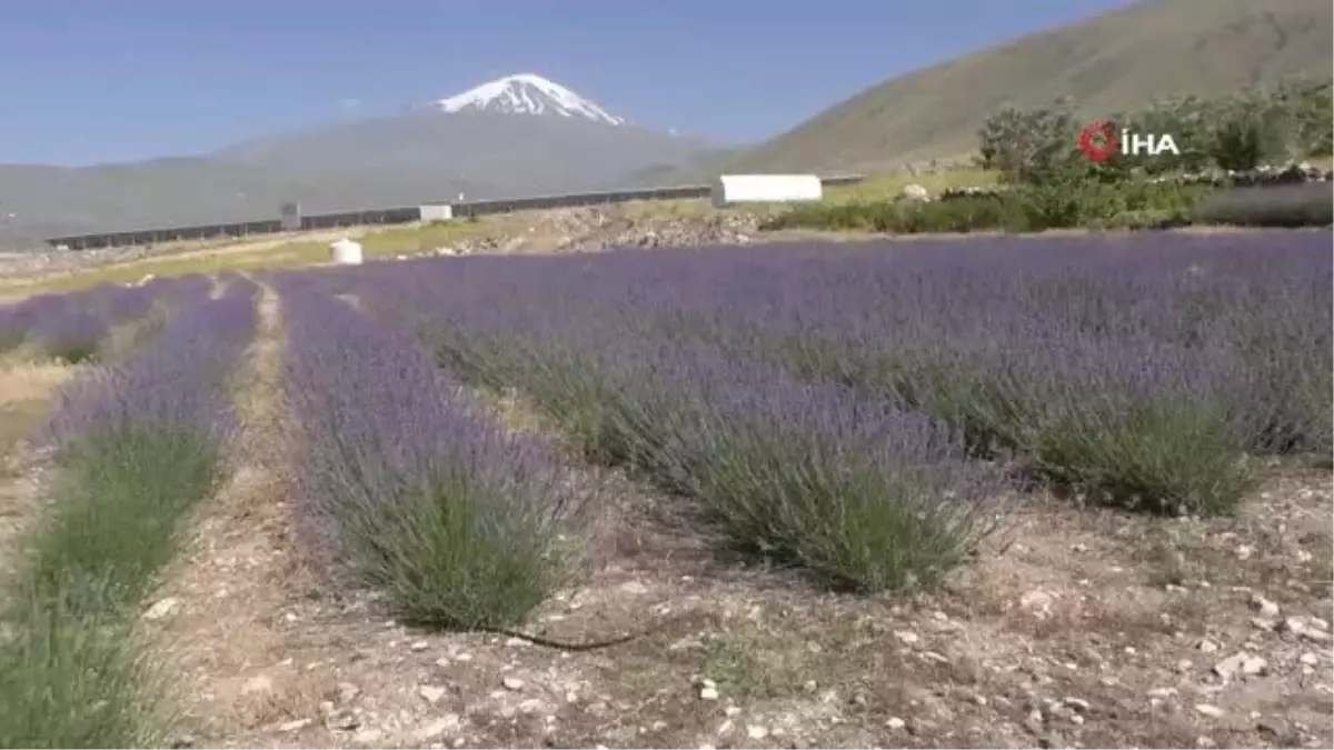 Ağrı Dağı eteklerinde yetiştirilen lavanta çiçeklerinden kozmetik ürünler elde edilecek