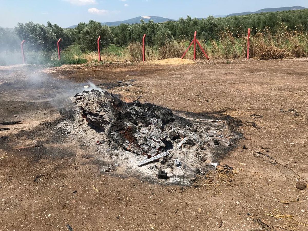 Son dakika... Akhisar\'da arazide çıkan yangında yaklaşık 2 bin balya saman hasar gördü
