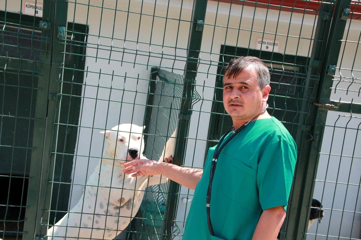 Bu köpekleri beslemenin cezası 11 bin TL