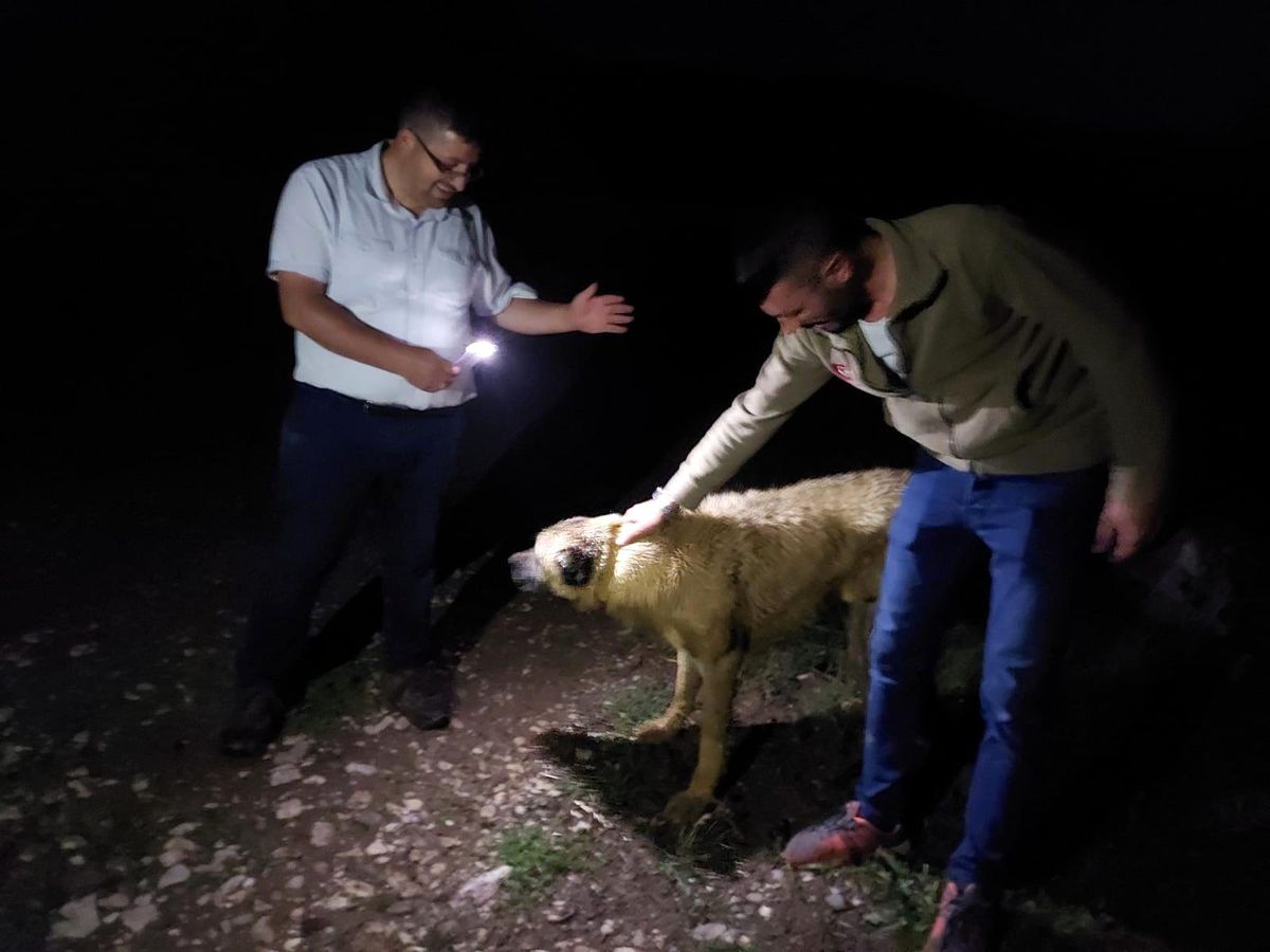 Definecilerin kazdığı çukura düşen köpek kurtarıldı