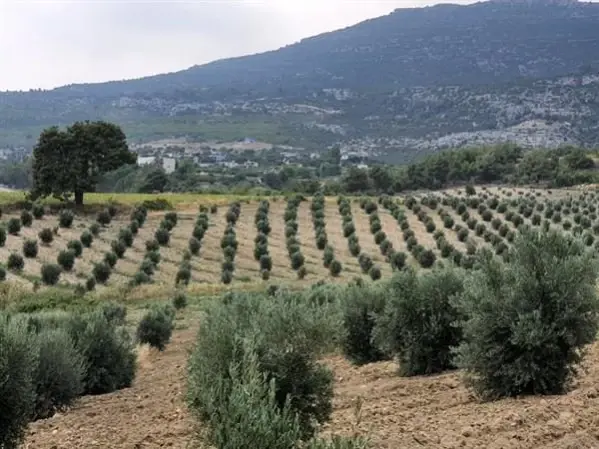 Gelir getirici fidanlar ürün vermeye başladı