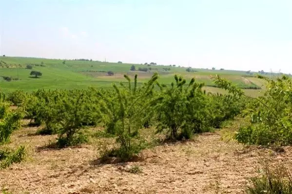 Gelir getirici fidanlar ürün vermeye başladı