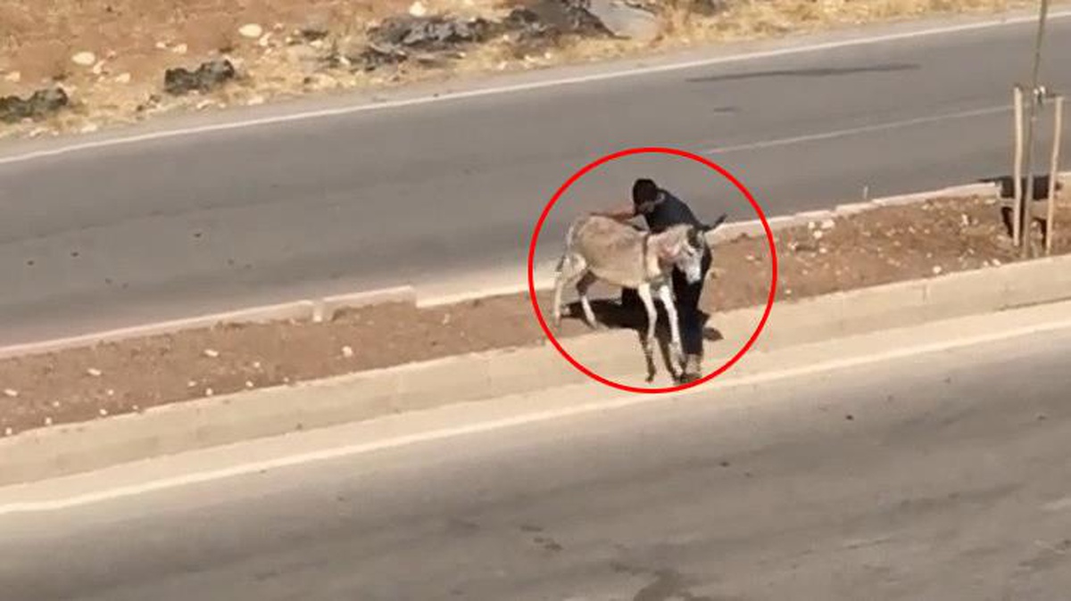 Hasta eşeği yolun karşısına geçirdi, insanlık dersi verdi