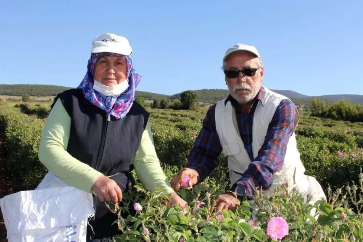 Isparta\'da kuraklık gül rekoltesini ve verimini etkiledi