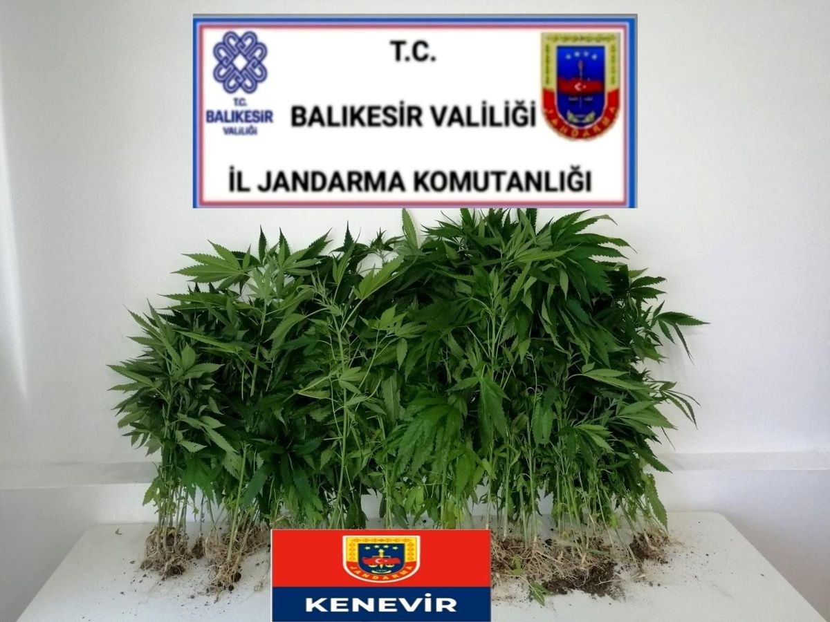 Jandarmadan kaçak kenevire geçit yok