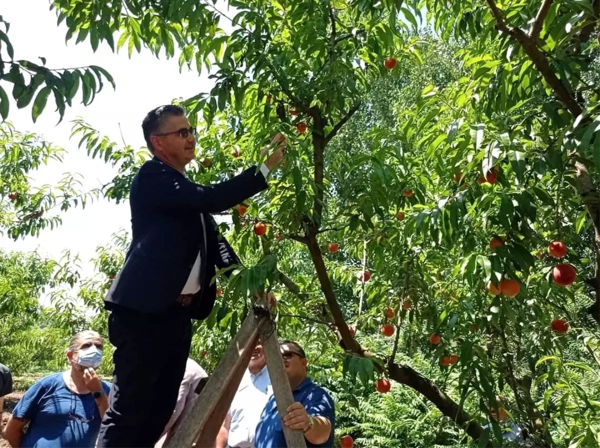 Kepsut\'ta erken şeftali hasadı başladı