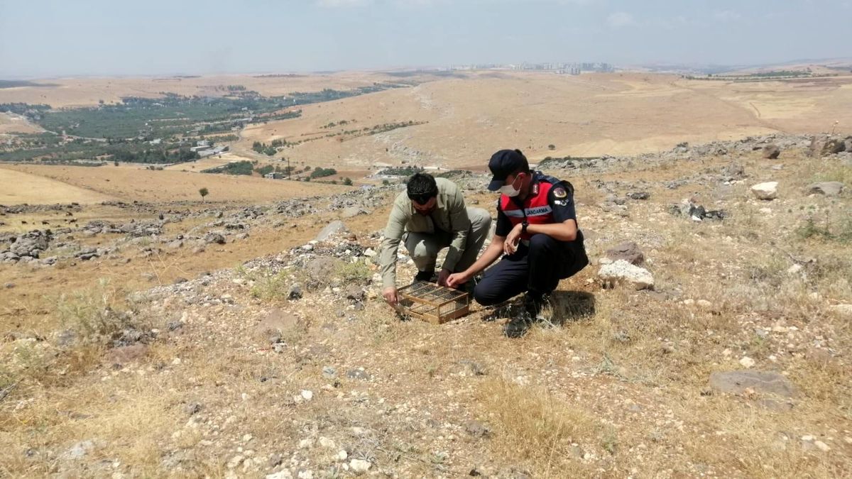 Özel düzenekle saka kuşu avlayan kaçak avcılar jandarmaya yakalandı