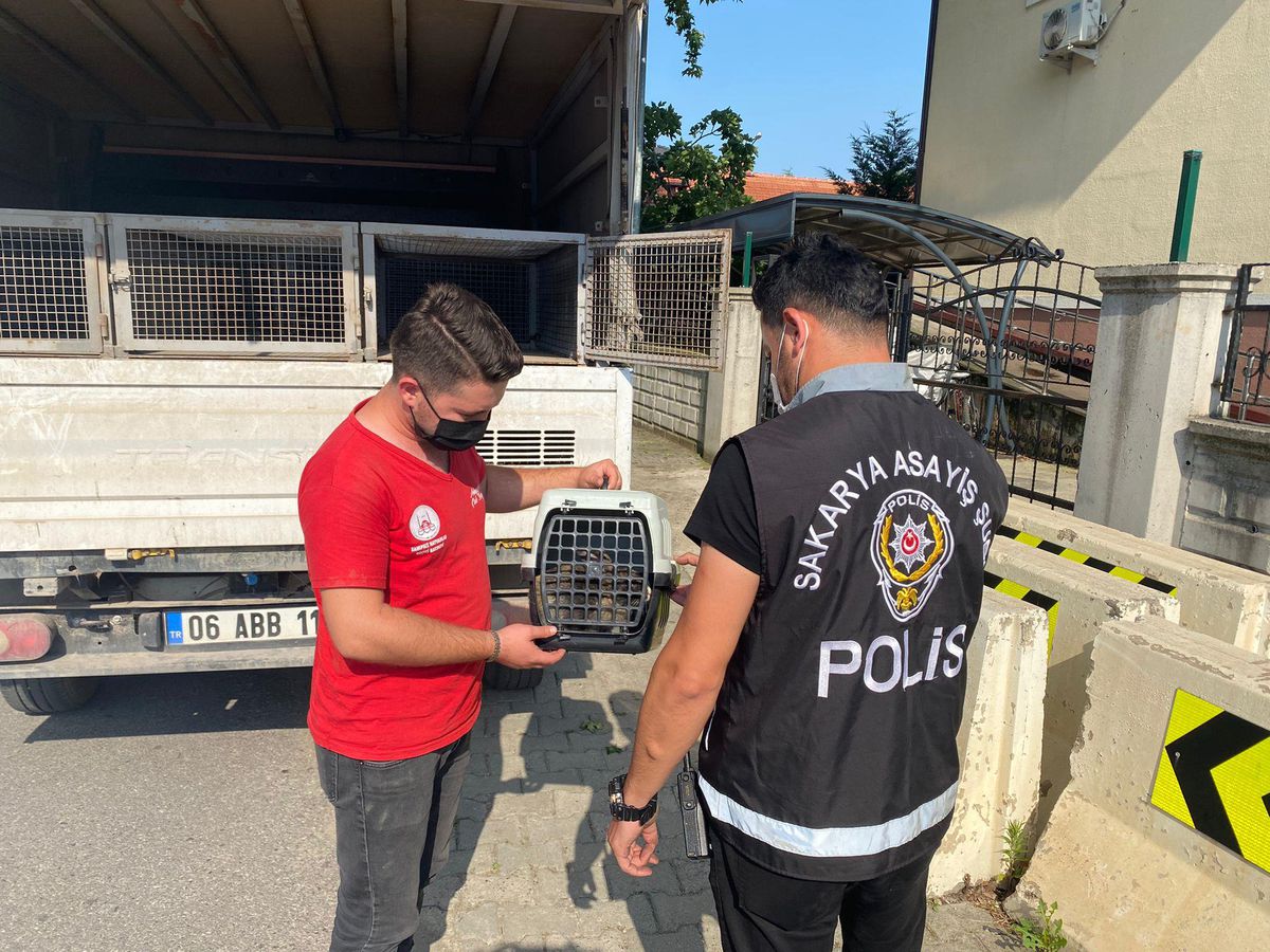 Sakarya\'da eziyet edildiği öne sürülen tavşan, sahibinden alınarak barınağa bırakıldı