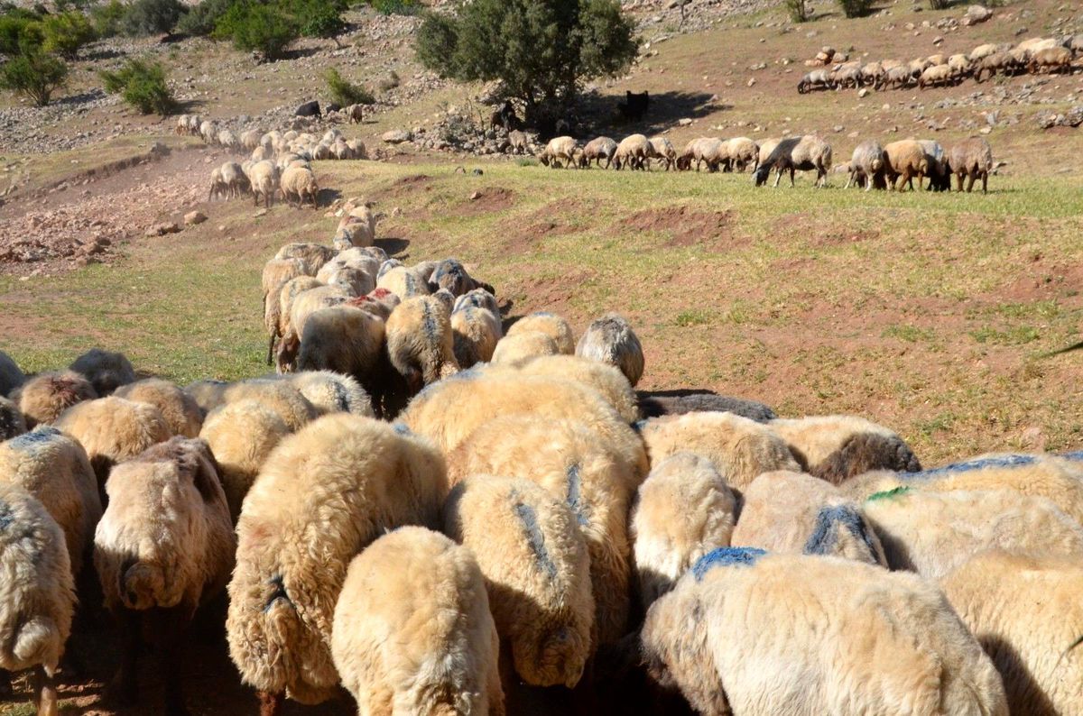 Siirt\'ten batıdaki illere gönderilecek kurbanlıklar hazır