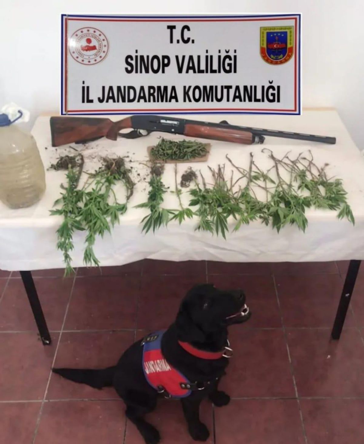 Sinop\'ta kenevir operasyonu: 1 gözaltı