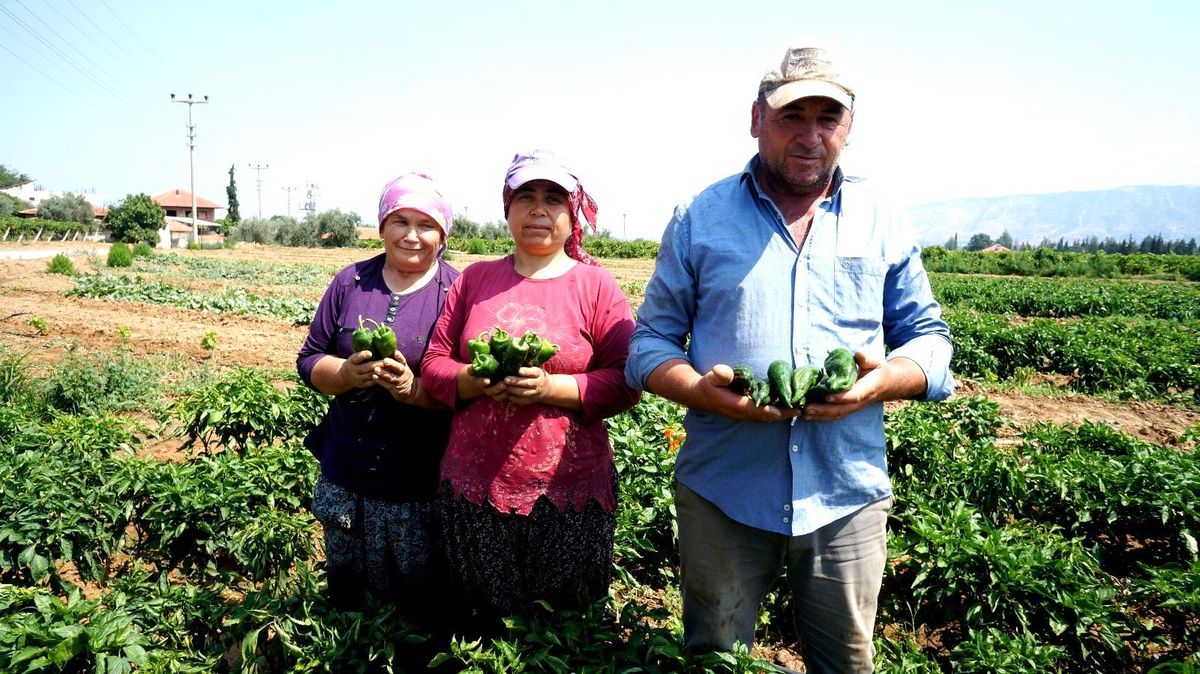 Sofraların lezzeti Emcelli Biberi pazarlarda yerini aldı