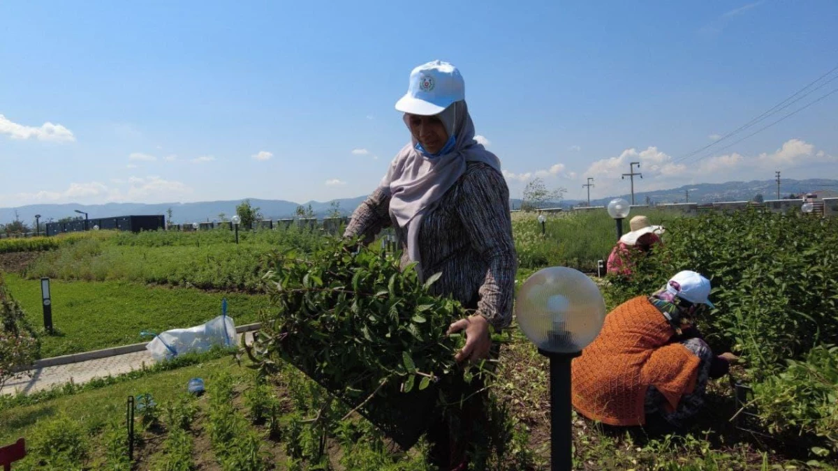 Tıbbi ve Aromatik Bitkiler Bahçesi\'nde ilk hasat yapıldı