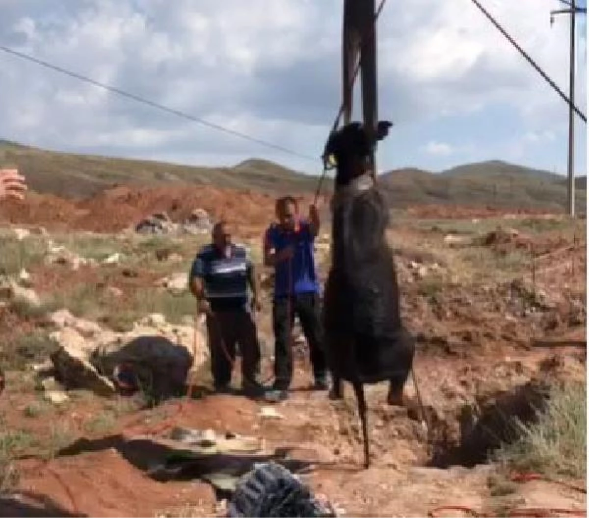AFAD saved the buffalo that fell into a 12-meter well