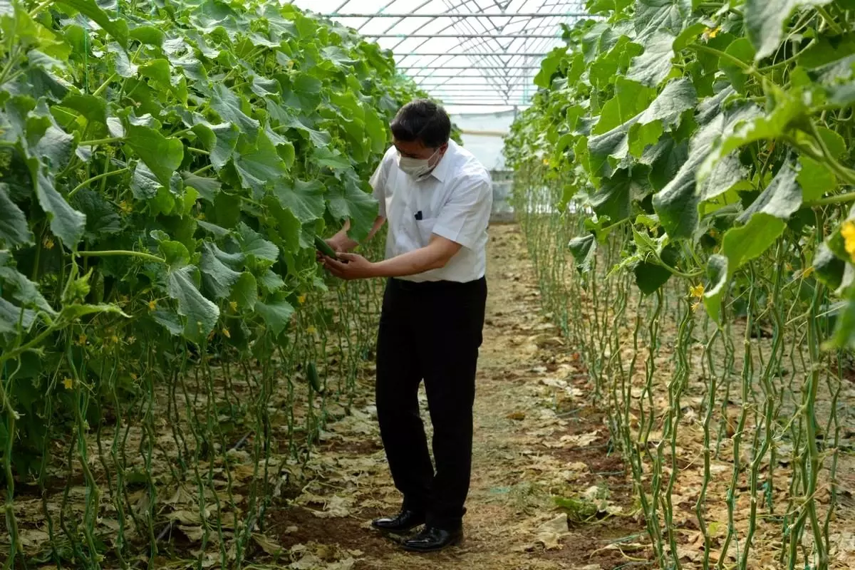 Belediyenin yeni gelir kapısı, atıl araziye kurulan seralar oldu