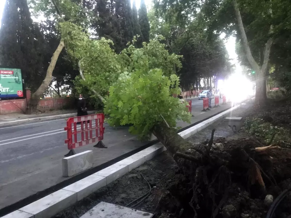 Bakırköy\'de ağaç devrildi: 1 yaralı