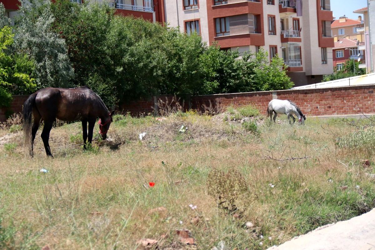 Başıboş atlar yine sahnede