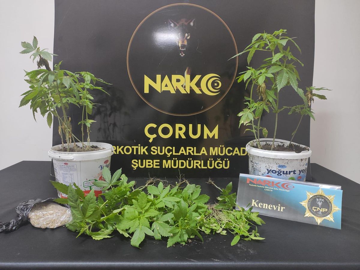 Evinde oluşturduğu serada Hint keneviri yetiştiren zanlı yakalandı