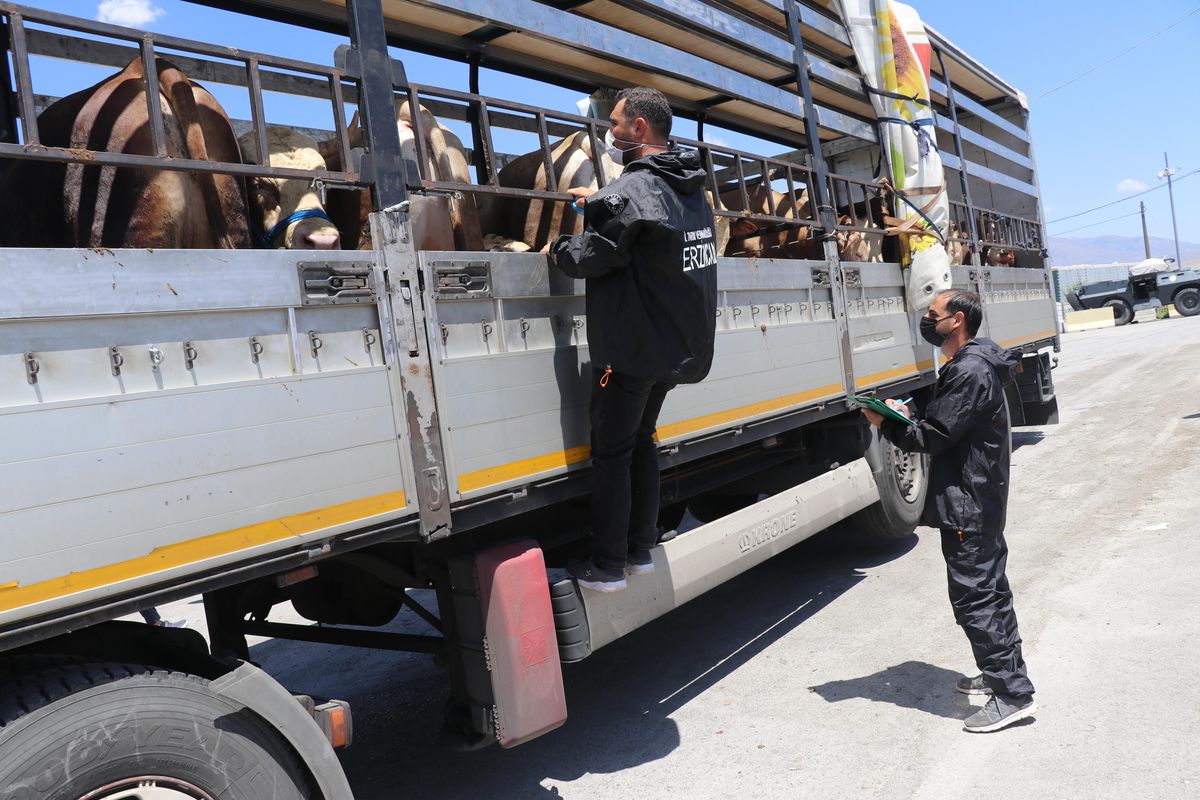 Doğu Anadolu\'dan batı illerine sevk edilen kurbanlıklara sıkı denetim