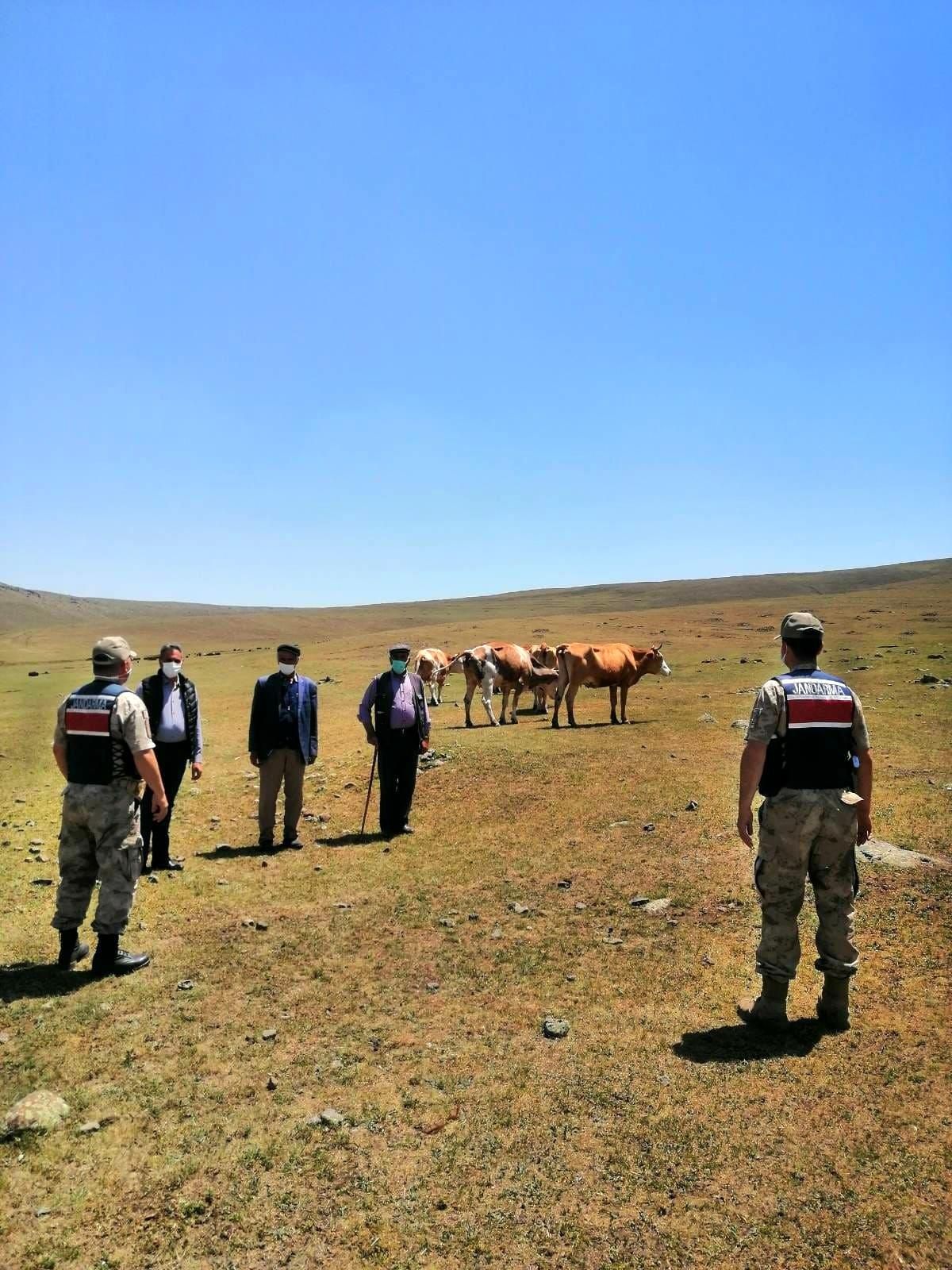 Kaybolan büyükbaş hayvanları jandarma buldu