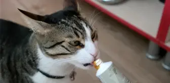 Kediler yuttukları tüyleri malt sayesinde dışarı atabiliyor