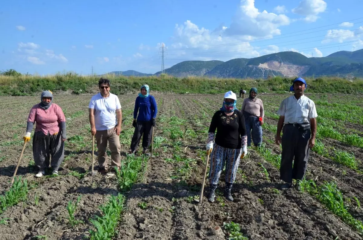 Kırkağaç kavununda ekim yapıldı, hasat ağustosta