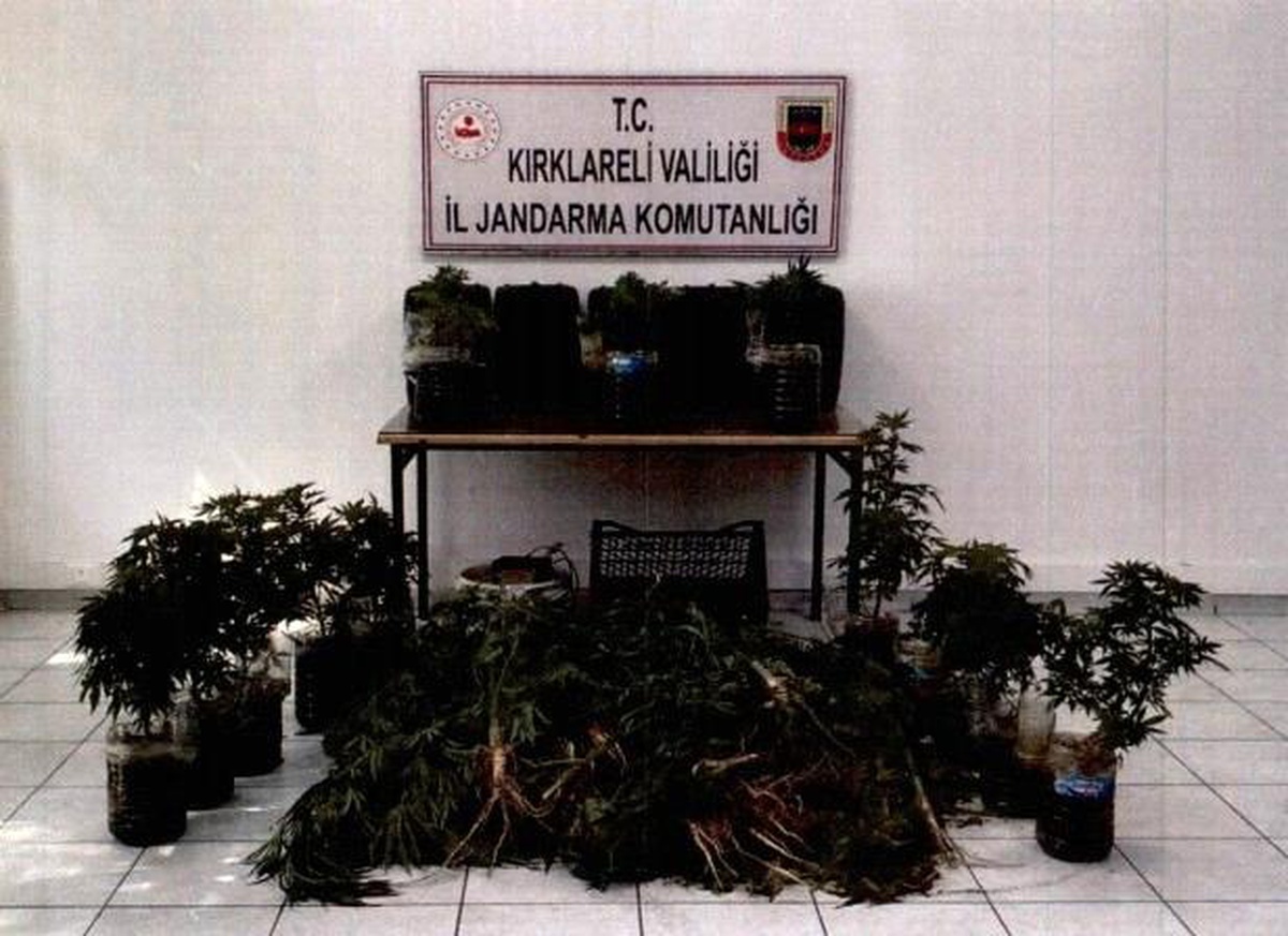 Kırklareli\'nde 163 kök hint keneviri ele geçirildi