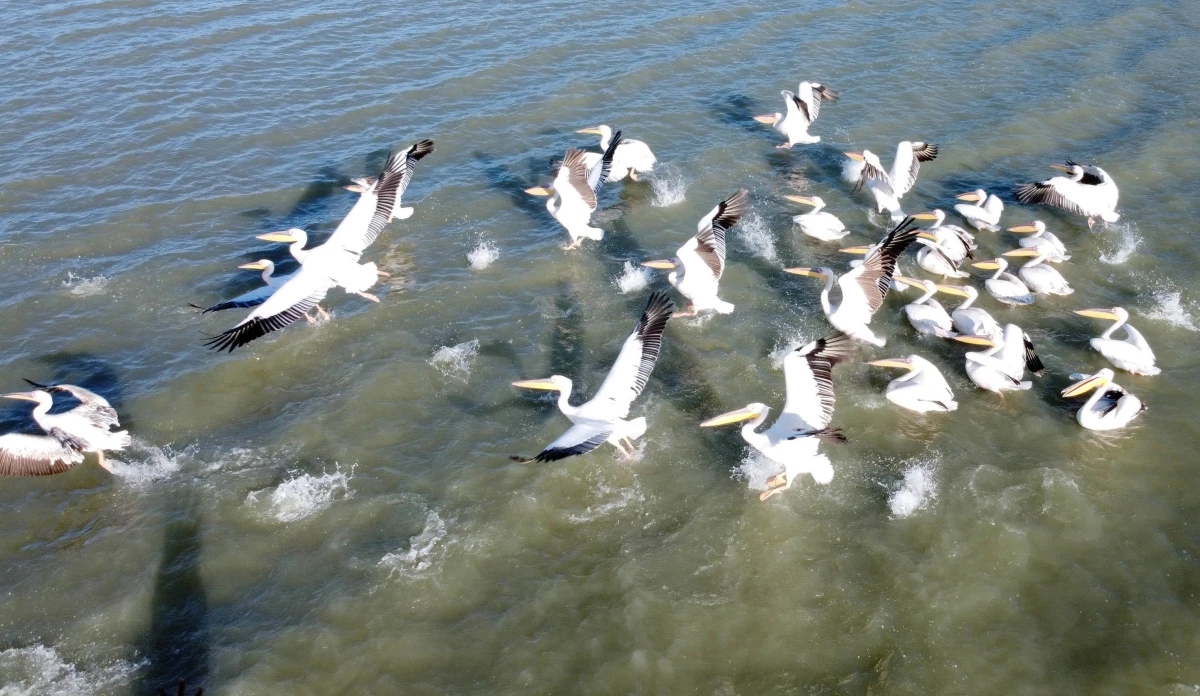 Ladik Gölü pelikanların gelmesiyle şenlendi