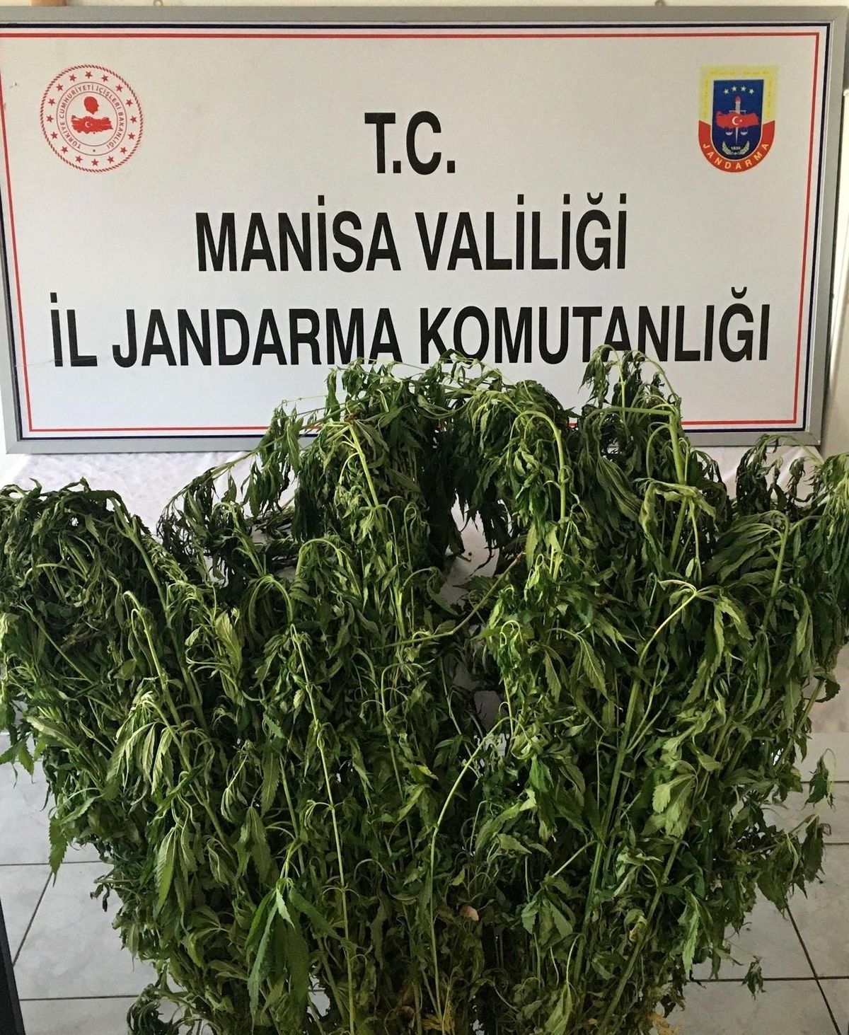 Ormana ekilen kenevirler drone ile tespit edildi