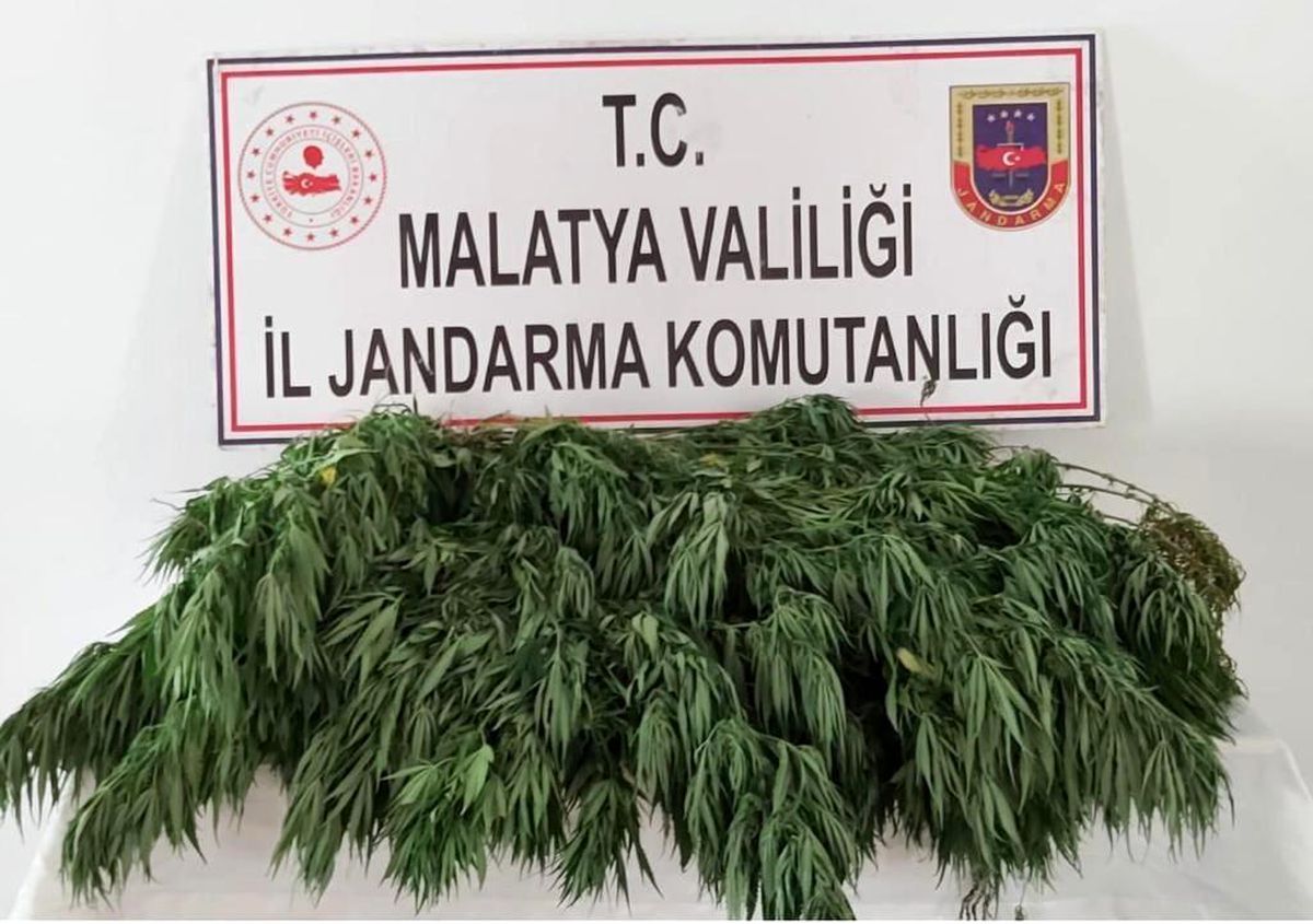 400 kök Hint keneviri ele geçirildi
