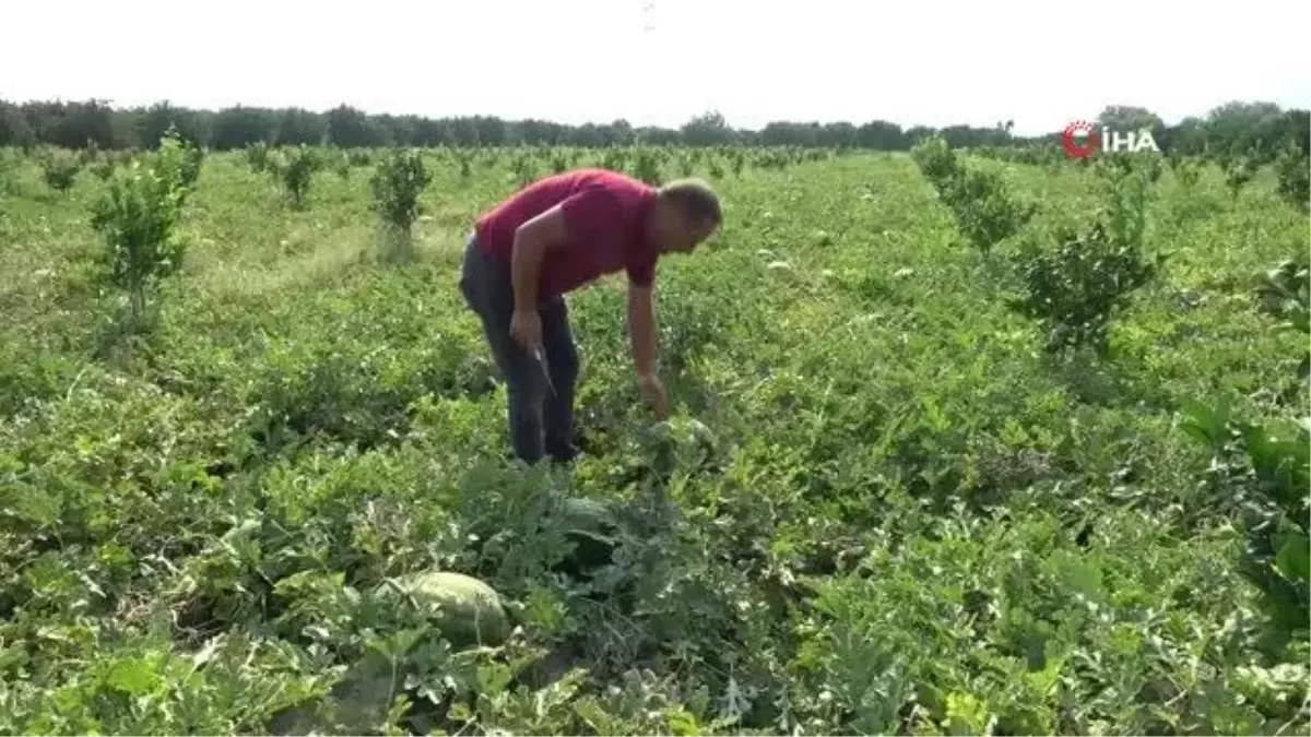 Adana karpuzu tarlada 35 kuruşa düştü