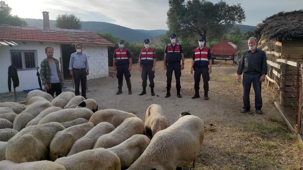Ağıldan kaçan koyunları jandarma buldu