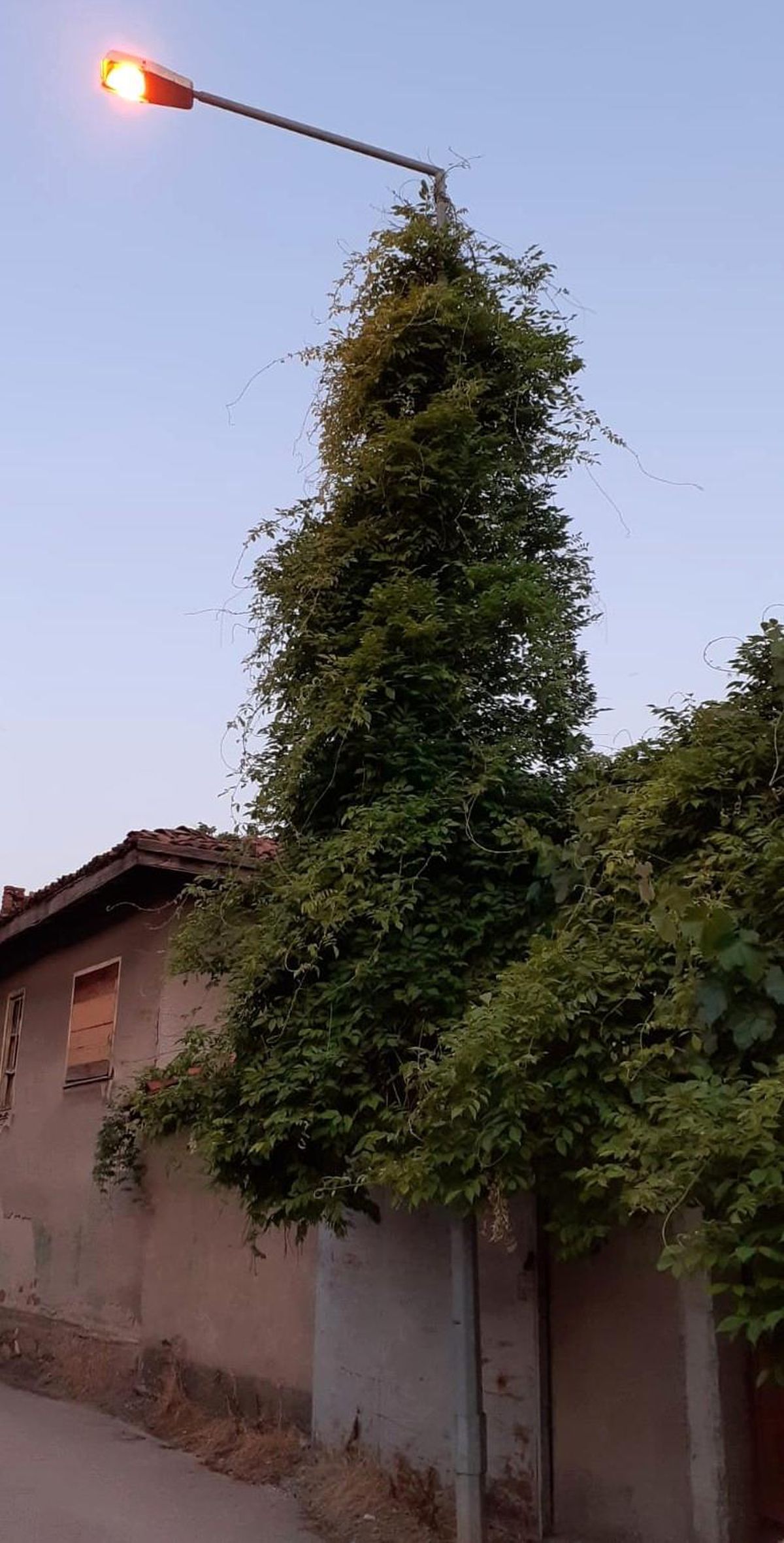 Aydınlatma direği ağaca dönüştü