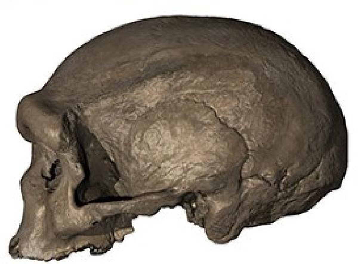 Bilim insanları, antik bir kafatasının yeni bir insan soyuna ait olabileceğini ileri sürdü