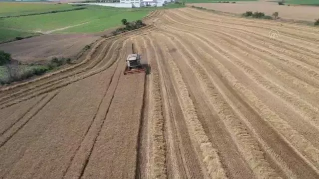 Buğday hasadına başlanan Edirne'de yüksek rekolte üreticiyi sevindirdi