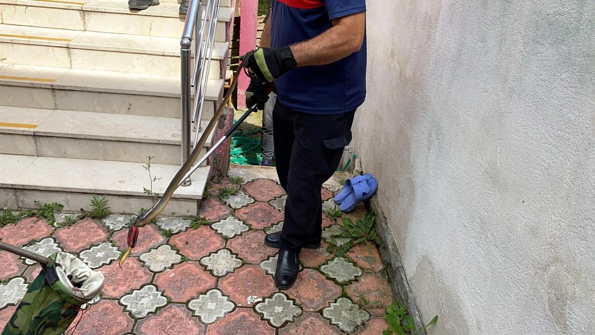 Didik didik arayarak yılanı saklandığı delikten böyle çıkardılar