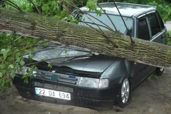 Edirne'de şiddetli fırtına ağaçları devirdi