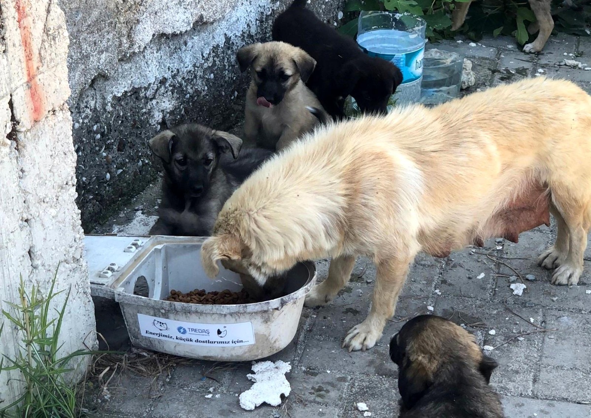 Hurda armatürler, hayvanlar için hayatı aydınlatıyor