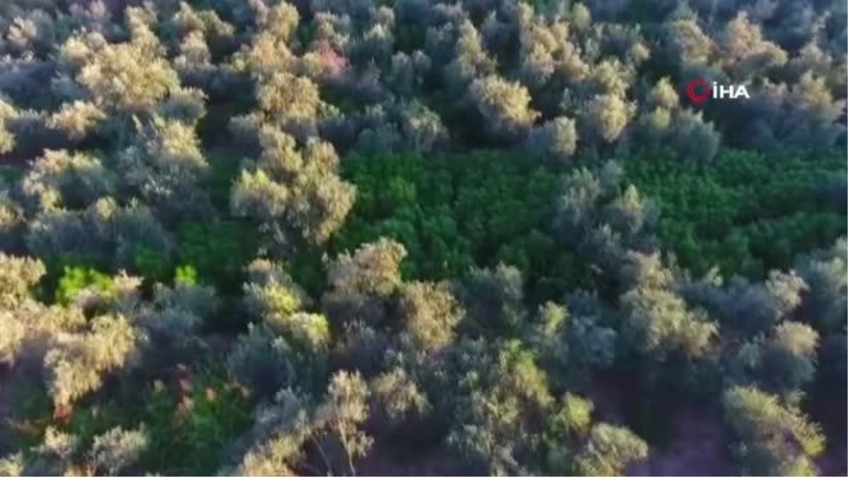 Son dakika! Jandarmanın havadan drone ile tespit ettiği uyuşturucu tarlasına operasyon: 4 gözaltı