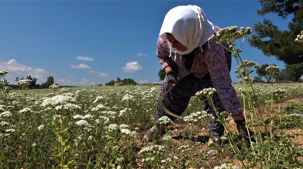 Kekiğin boyunu kısaldı, rekolte yarı yarıya düştü