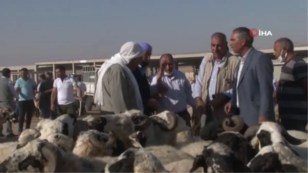 Şanlıurfa\'da kurbanlıklar görücüye çıktı