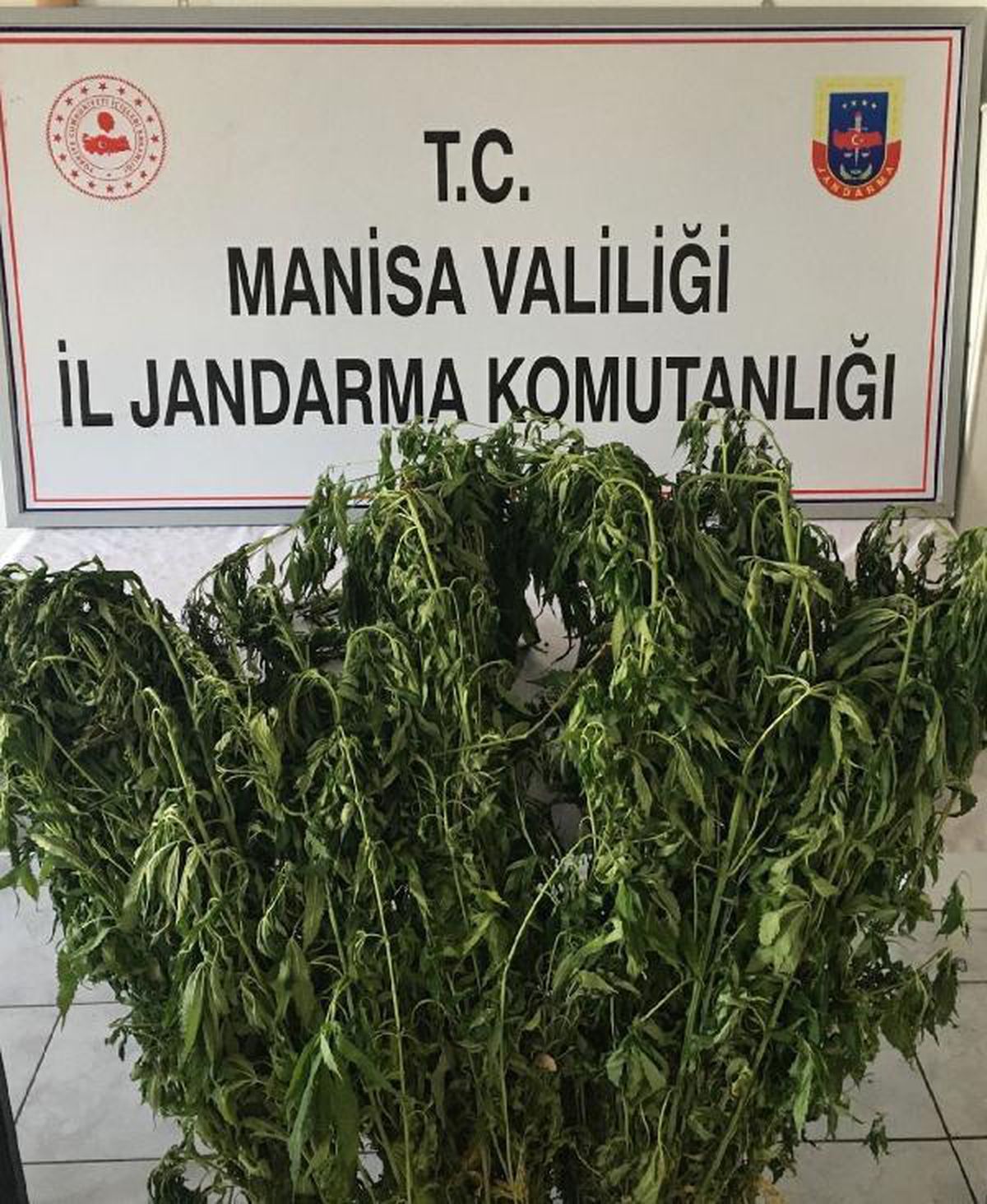 Turgutlu\'da drone destekli uygulamada 125 kök hintkeneviri ele geçirildi
