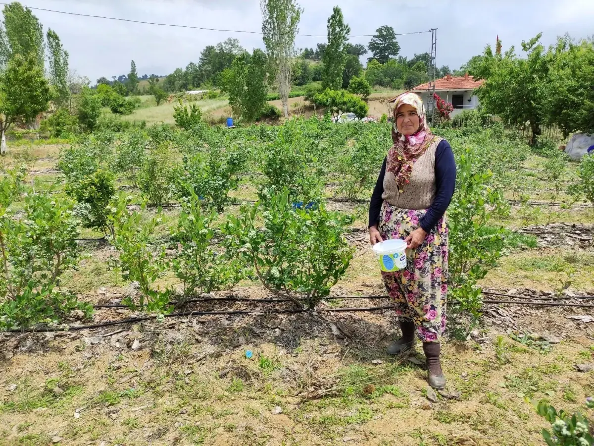 3 yıl önce 5 dönüm araziye ektiği yaban mersininden, bu yıl 250 bin lira kazanacak