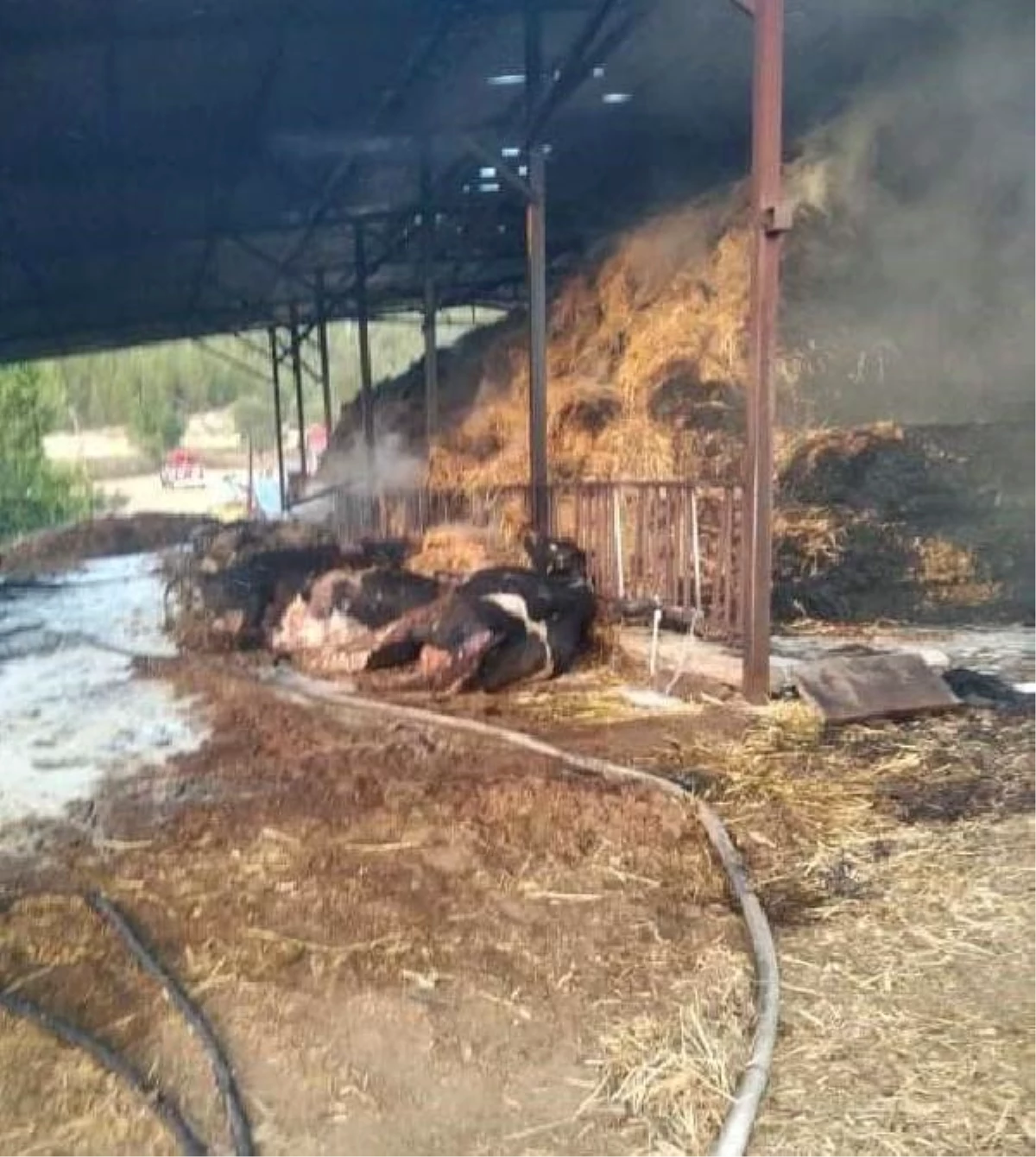 Denizli\'de ahırda yangın; 23 büyükbaş öldü
