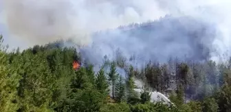 Son dakika haberi! Denizli'deki orman yangını kontrol altına alındı