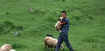 Doğa tutkunu ambulans şoförü iş stresini koyun ve keçilerle atıyor
