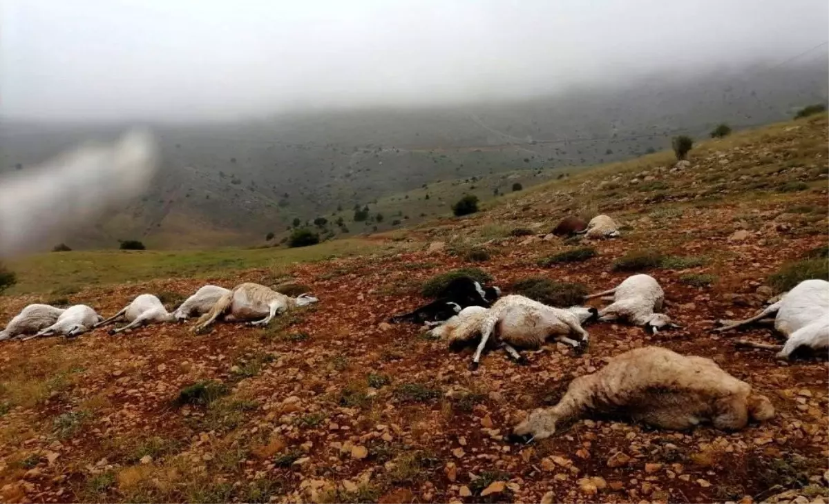 Giresun\'da 16 koyun yıldırım düşmesi sonucu telef oldu