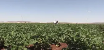 Hasadına başlanan patlıcan, verimi ve fiyatıyla üreticisinin yüzünü güldürüyor