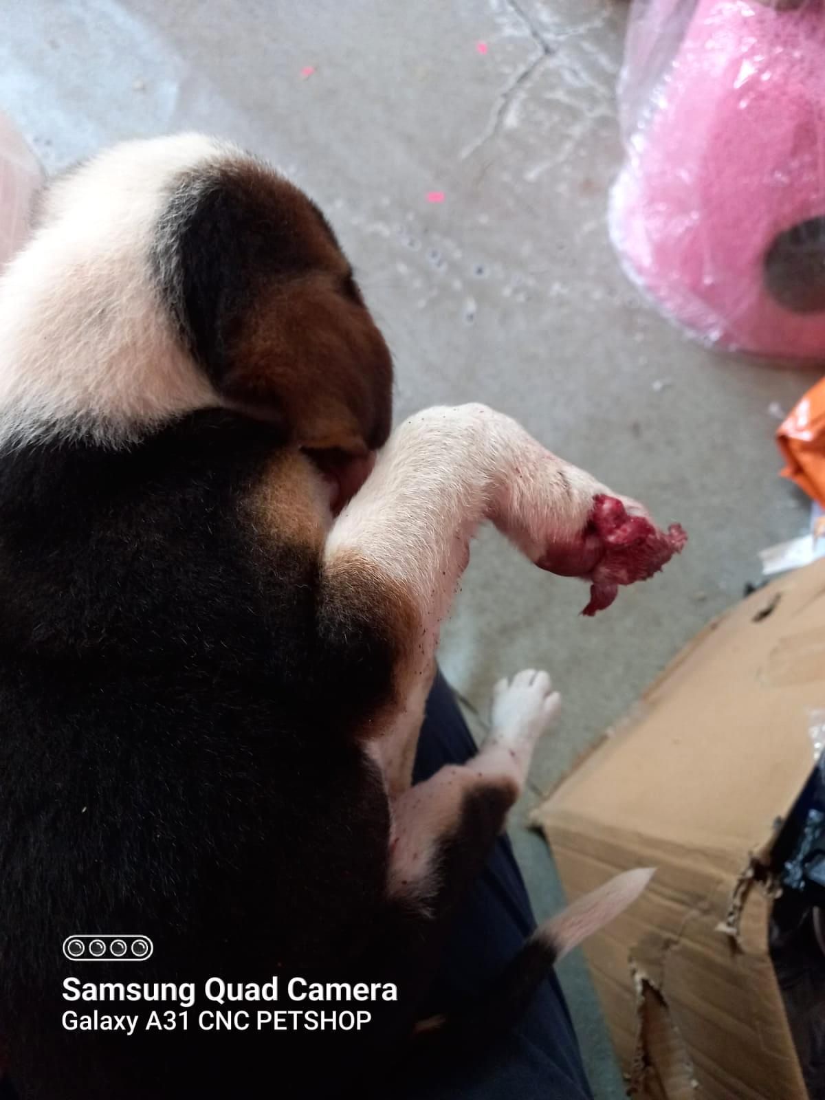 Kamyonetin çarptığı sevimli yavru köpek tedavi edildi