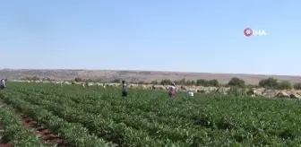 Kilis'te patlıcan hasadı başladı...Kilosu tarlada 2 TL'den satılıyor